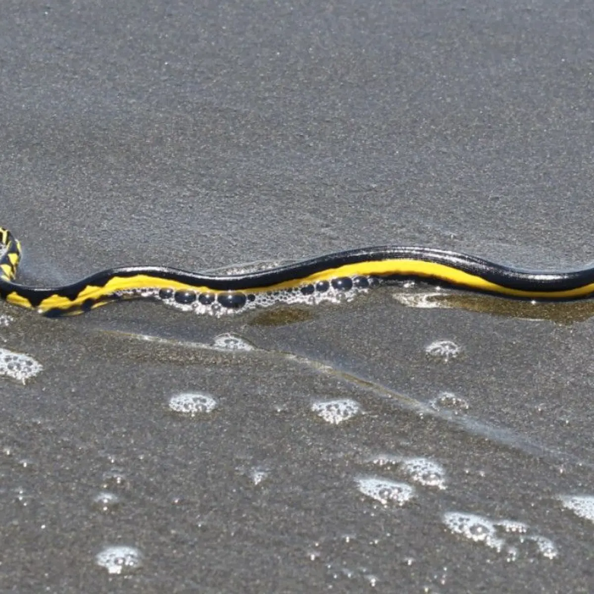 Photo: CentralBatam El Nino alters California marine habitats and draws rare species
